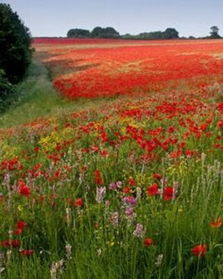  Terrain 736 m� Chinon