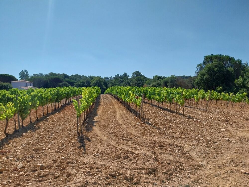 vente Terrain - 667 m² Cogolin (83310)