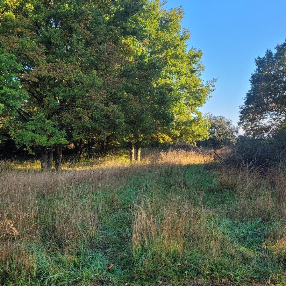 vente Terrain - 919 m² Perthes (77930)