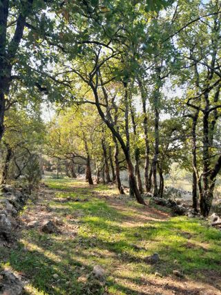  Terrain 3000 m� Saint-maximin-la-sainte-baume