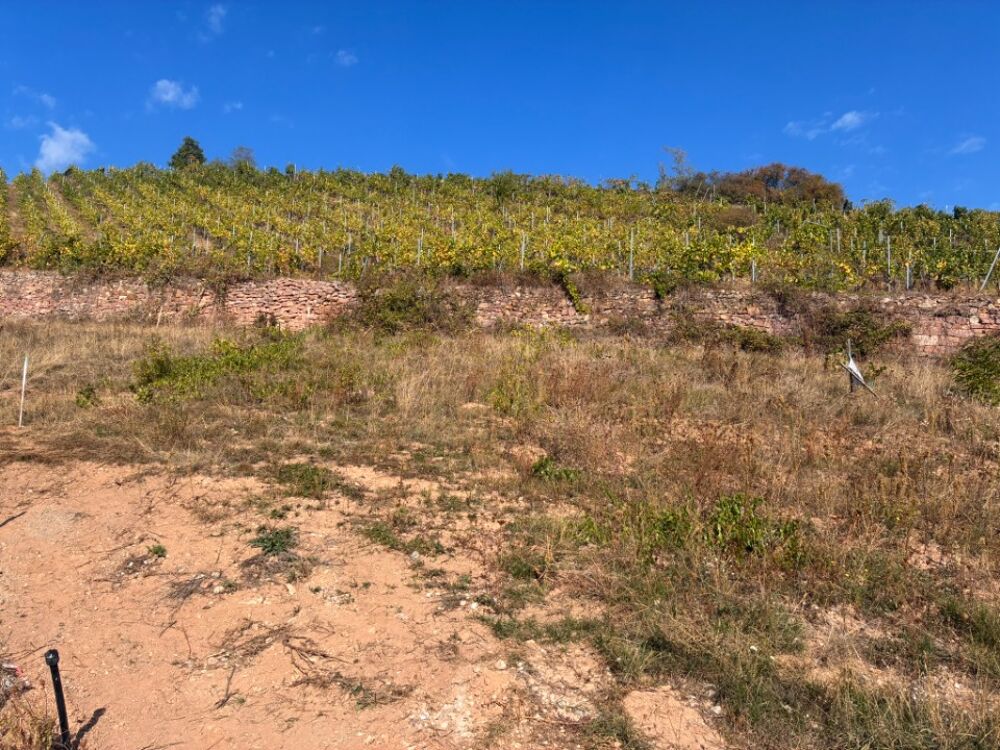 vente Terrain - 887 m² Katzenthal (68230)