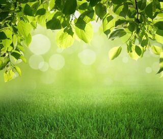  Maison 2 pi�ces 63 m� Biscarrosse