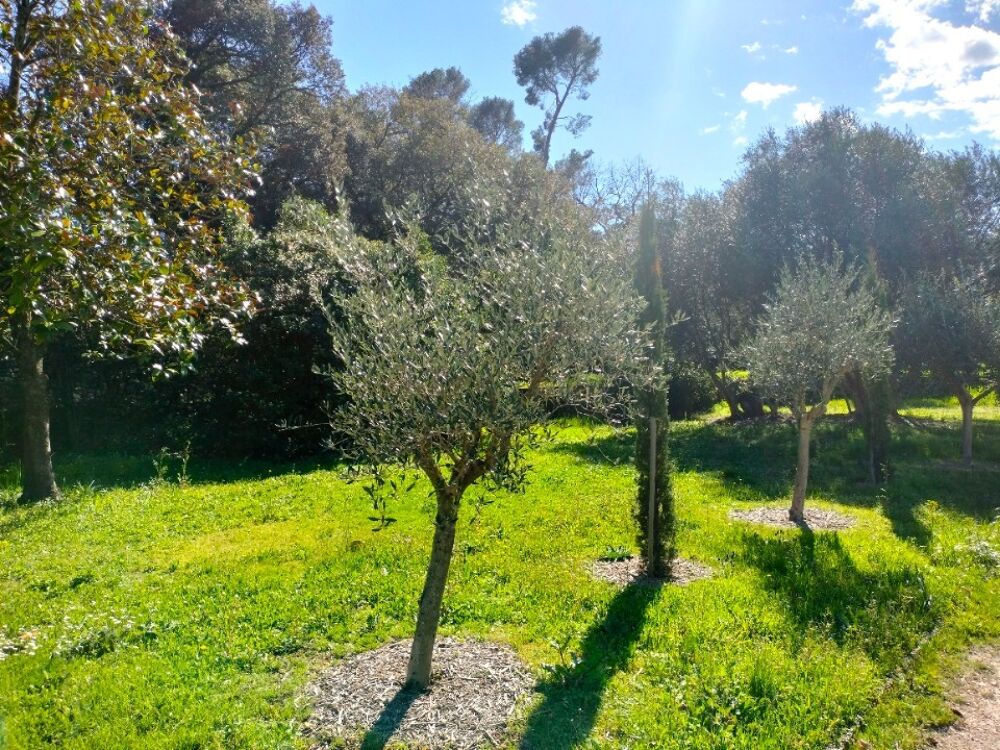 vente Terrain - 1000 m² Draguignan (83300)