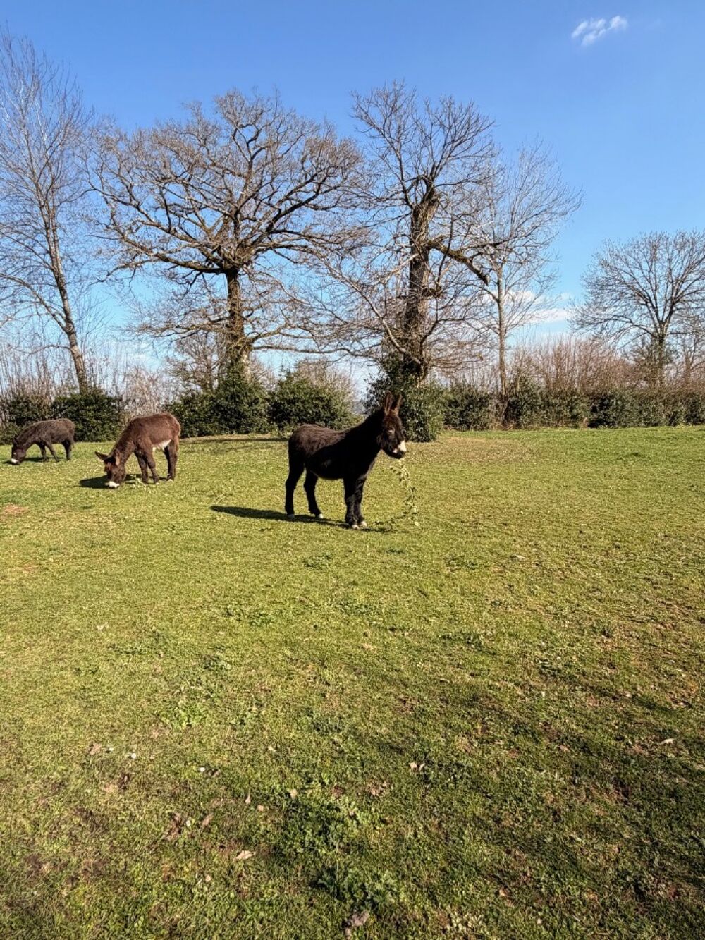 vente Terrain - 1000 m² Sansac-de-Marmiesse (15130)