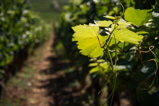  Terrain 1100 m� Tresses