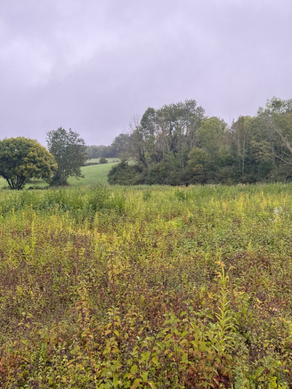 vente Terrain - 1070 m² Saint-Ondras (38490)