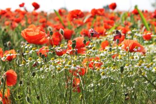  Maison � vendre 6 pi�ces 165 m�