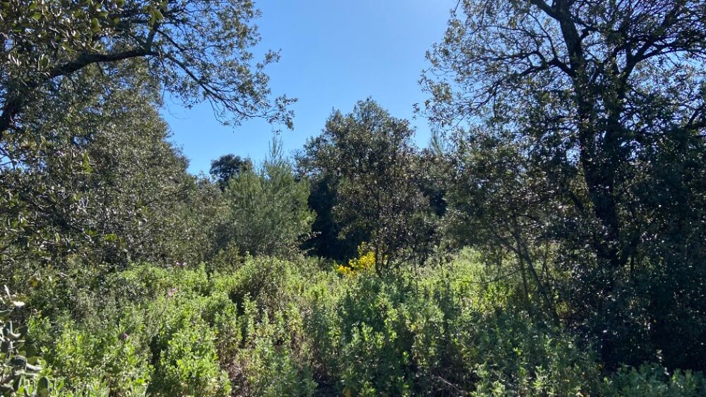 vente Terrain - 1165 m² Puget (84360)