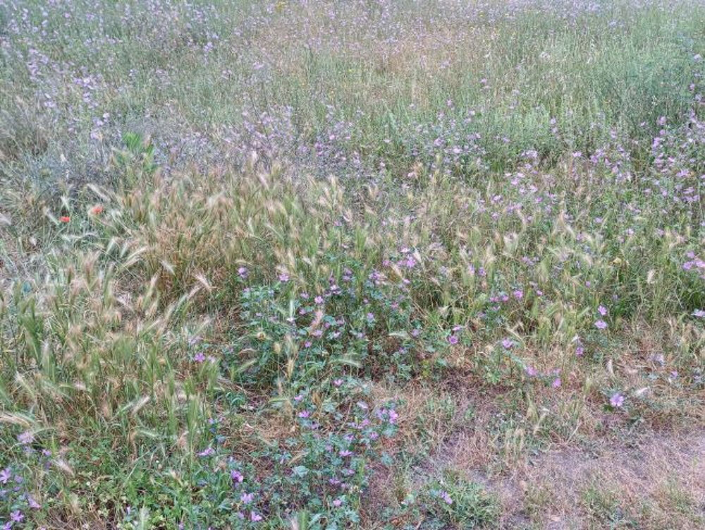 vente Terrain - 1500 m² Perpignan (66000)