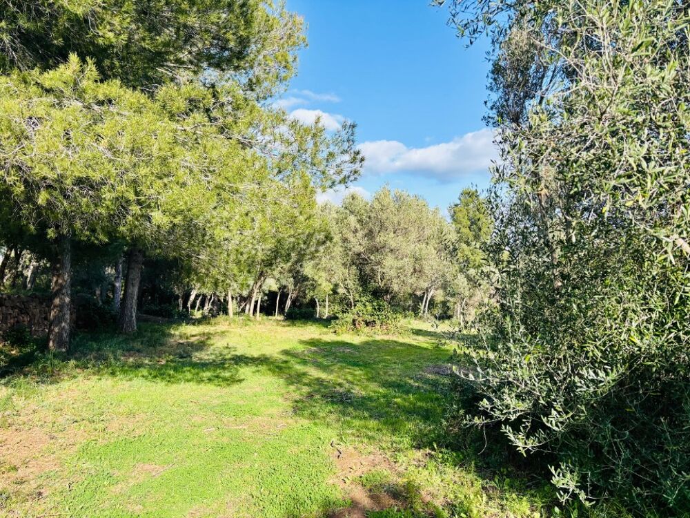 vente Terrain - 769 m² Ollioules (83190)
