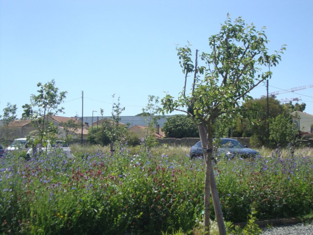 vente Terrain - 255 m² Hyères (83400)