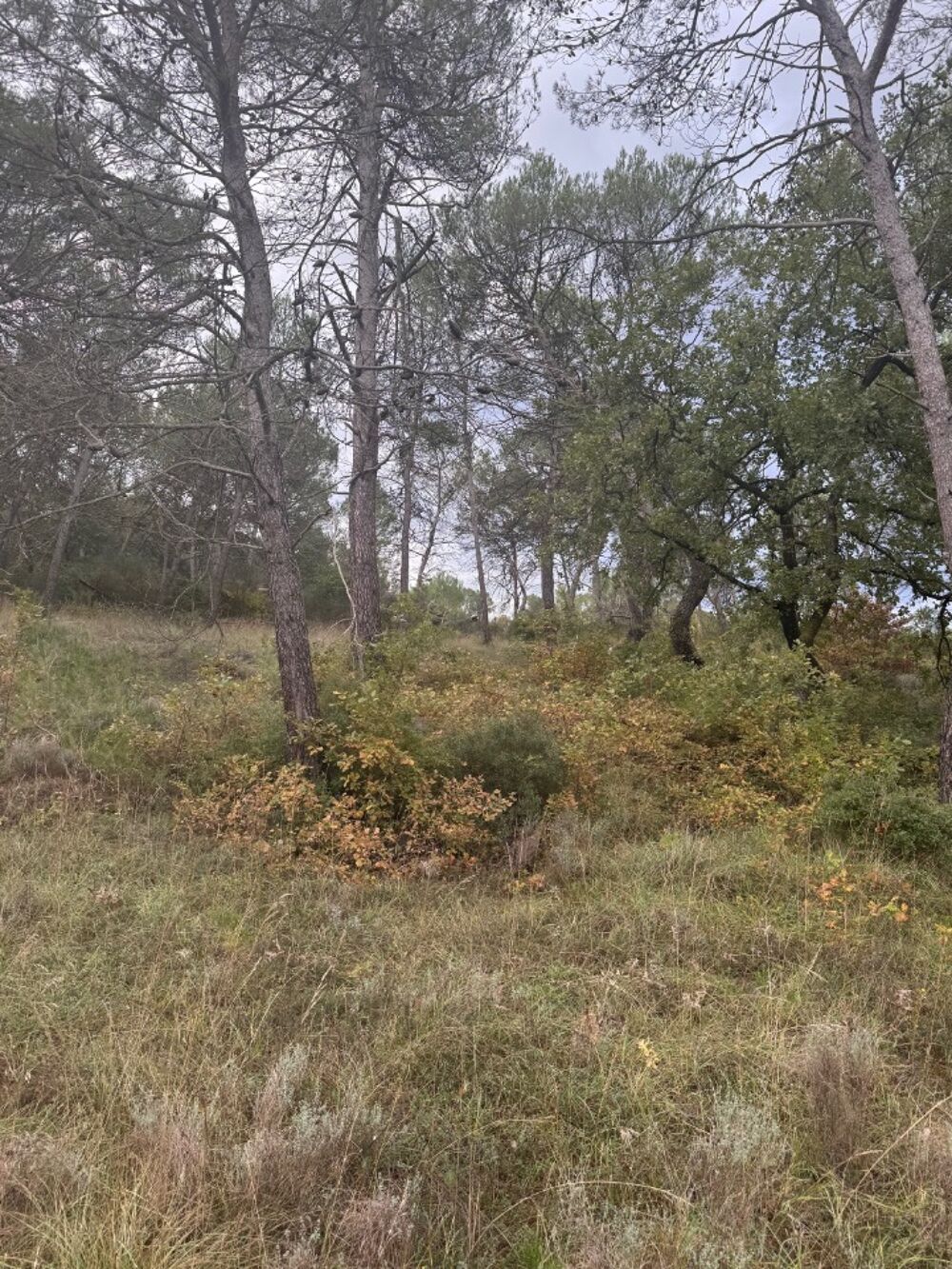 vente Terrain - 426 m² Fuveau (13710)
