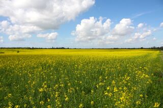  Terrain � vendre 799 m�