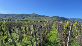  Maison 4 pi�ces 110 m� Wintzenheim