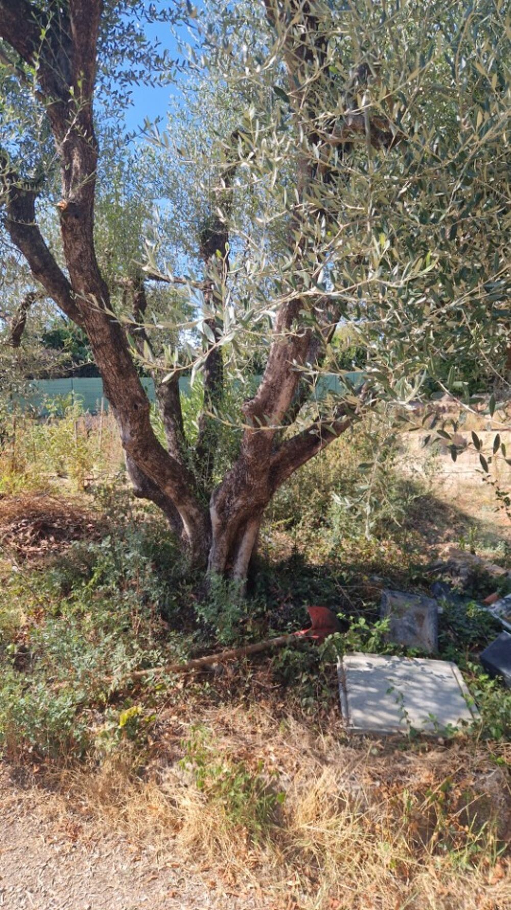 vente Terrain - 1000 m² Mouans-Sartoux (06370)