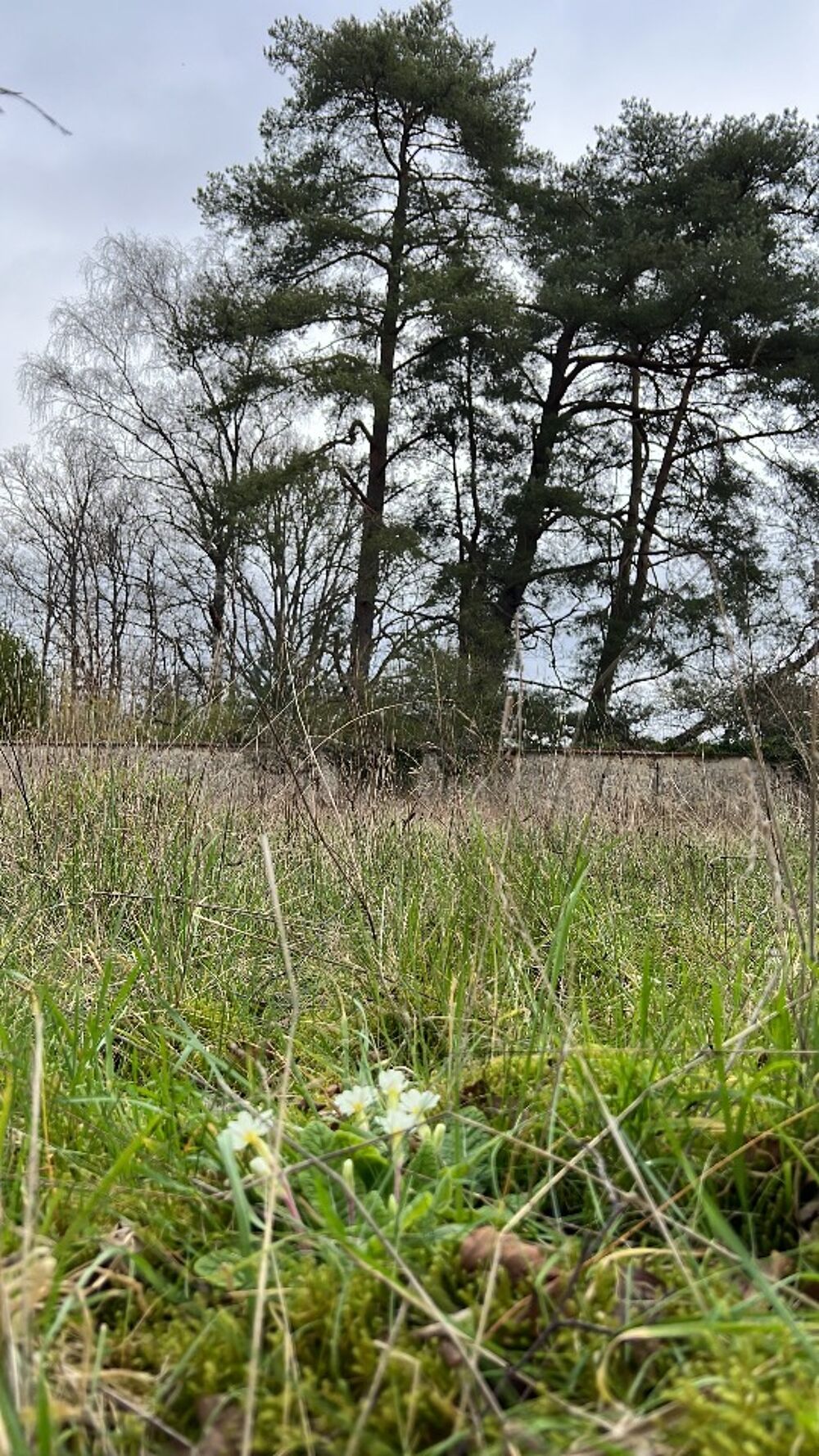 vente Terrain - 1500 m Rambouillet (78120)