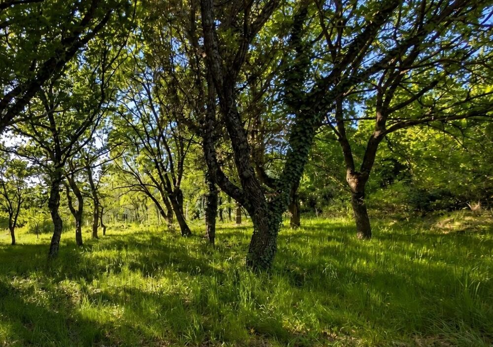 vente Terrain - 1200 m² Le Poët-Laval (26160)