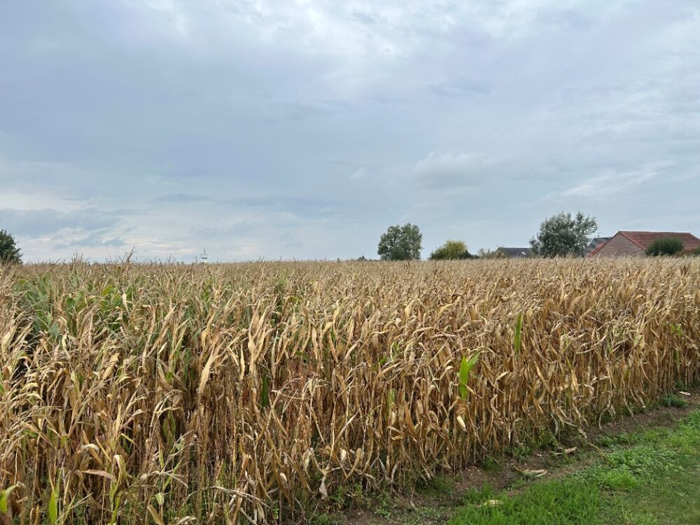 vente Terrain - 2400 m² Hinges (62232)