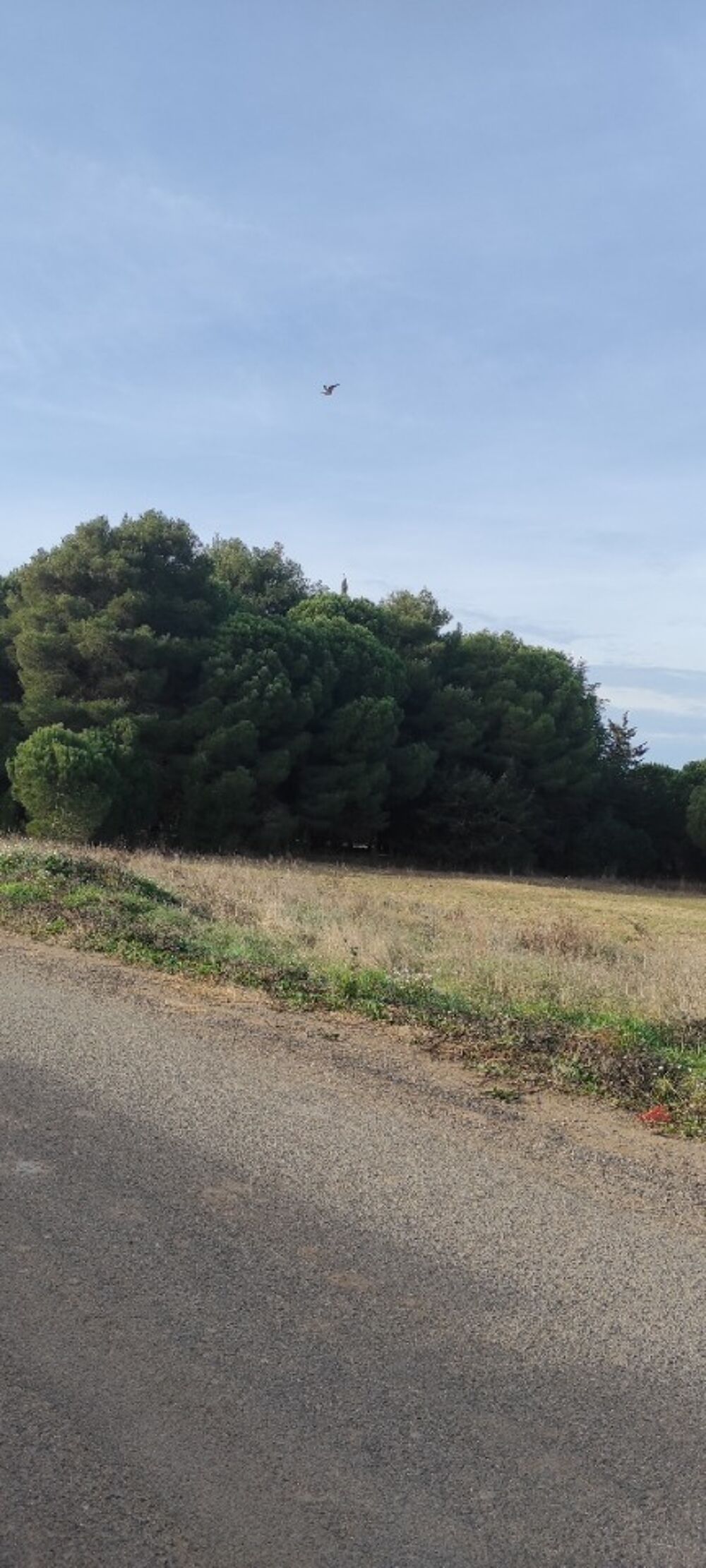 vente Terrain - 350 m² Autignac (34480)