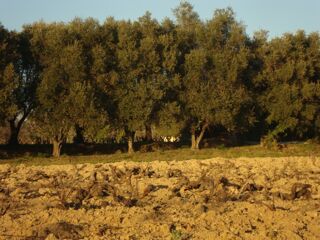  Terrain � vendre 385 m�