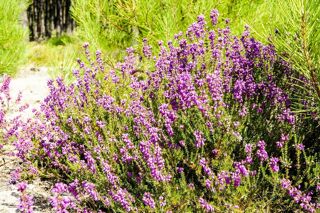  Terrain 611 m� Morcenx