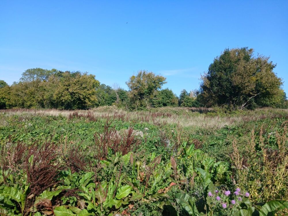 vente Terrain - 857 m² Bonneville-sur-Touques (14800)