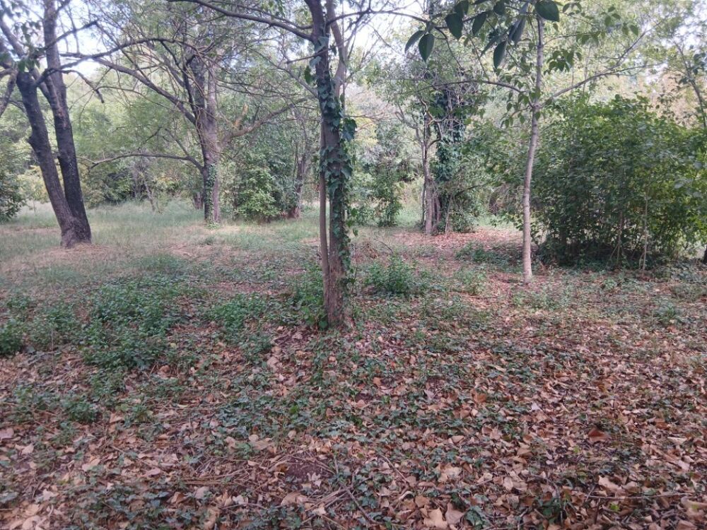 vente Terrain - 763 m² Solliès-Pont (83210)