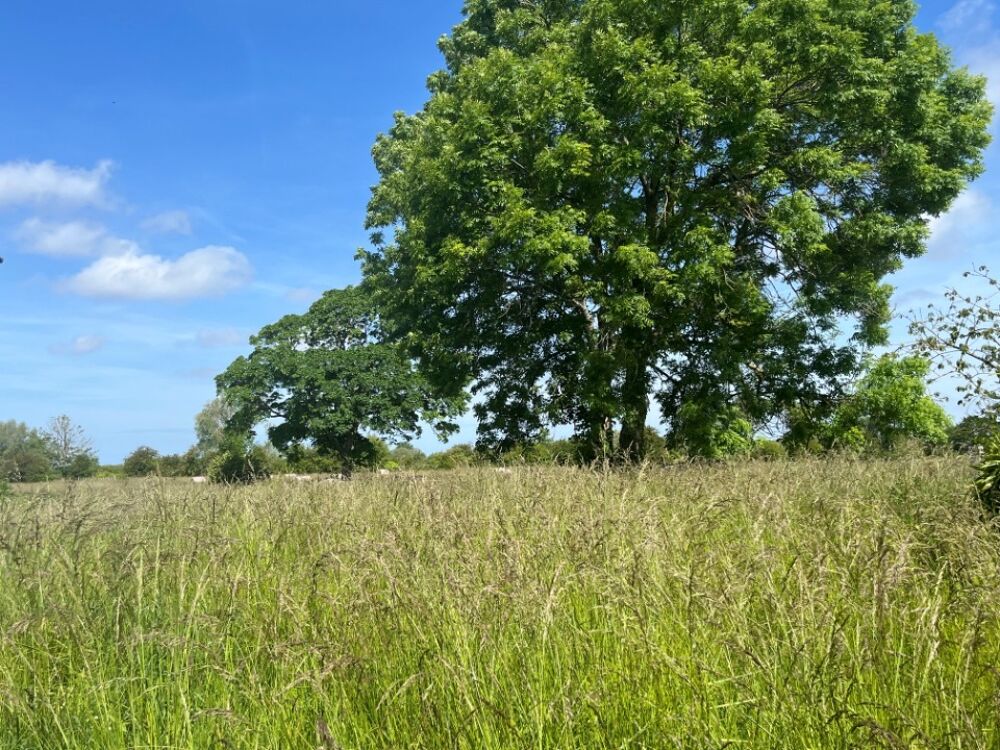 vente Maison - 6 pièce(s) - 115 m² Pendé (80230)
