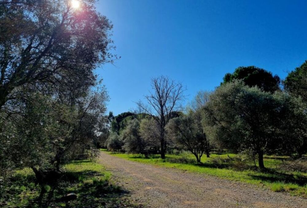 vente Terrain - 249 m² Ceyras (34800)