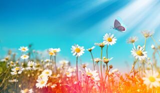  Terrain 700 m� Gujan-mestras