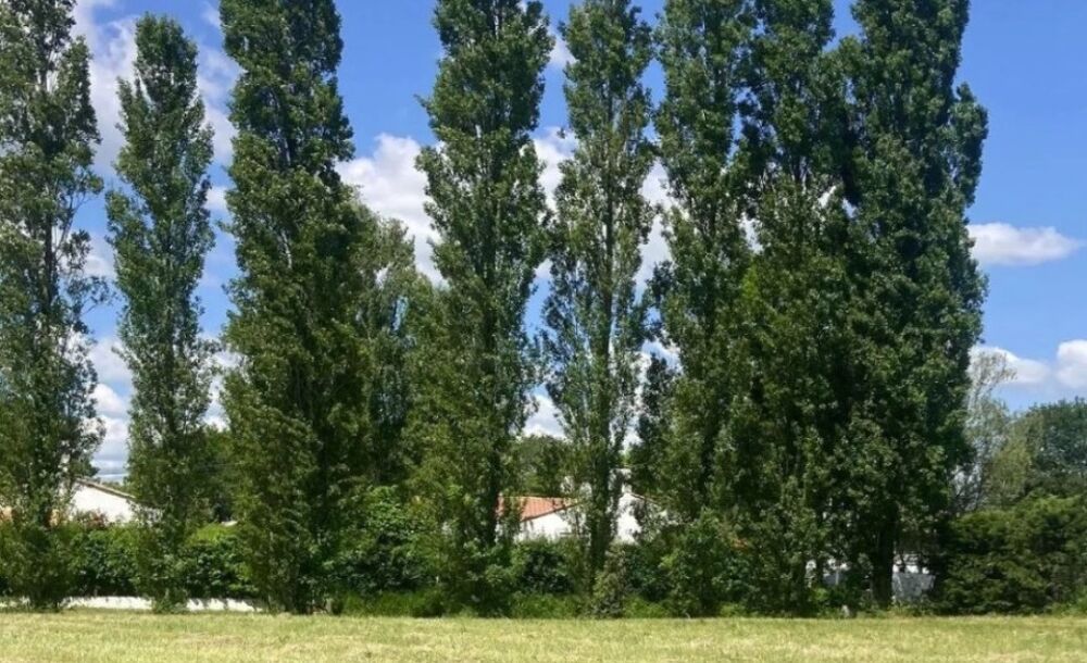 vente Maison - 4 pièce(s) - 260 m² Le Fenouiller (85800)