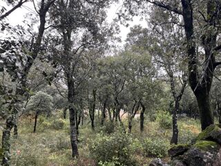  Terrain 1807 m� Saint-restitut