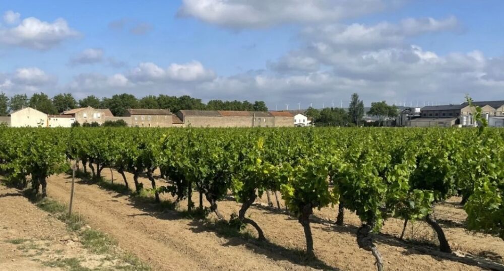 vente Terrain - 521 m² Canet (11200)