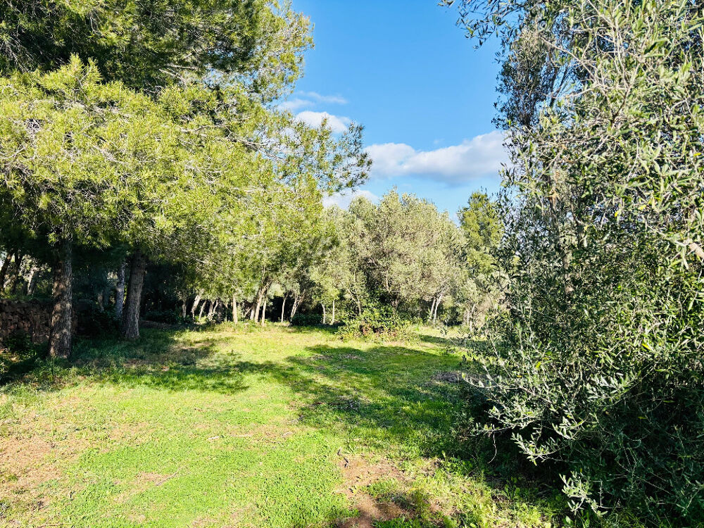 vente Terrain - 649 m² Ollioules (83190)