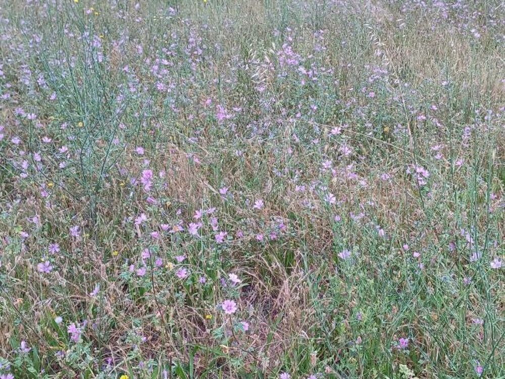 vente Maison - 3 pi�ce(s) - 80 m� Corb�re-les-Cabanes (66130)