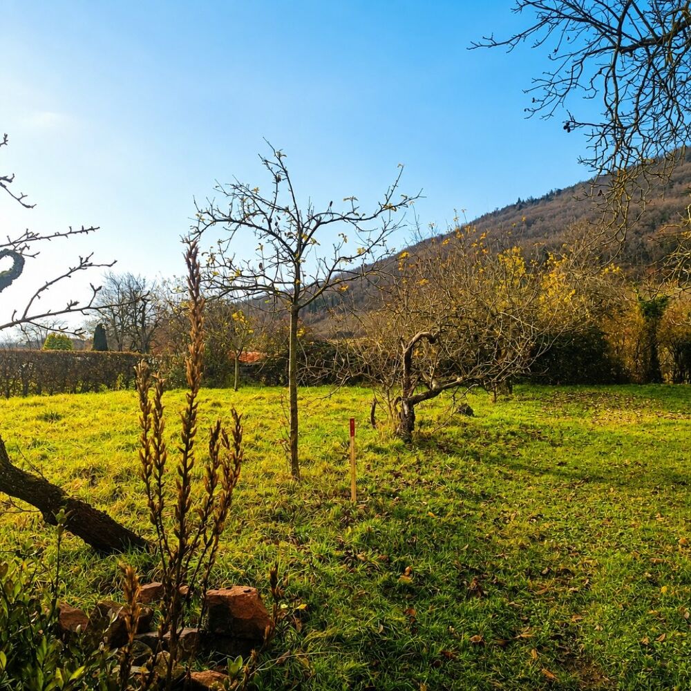 vente Maison - 5 pièce(s) - 130 m² Châtenois (67730)