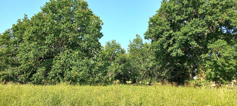 vente Terrain - 3300 m² Montpon-Ménestérol (24700)