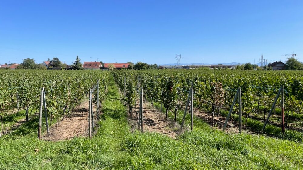 vente Maison - 4 pièce(s) - 109 m² Wintzenheim (68920)