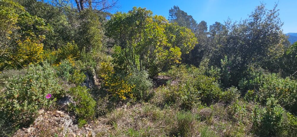 vente Terrain - 10000 m² Bagnols-en-Forêt (83600)