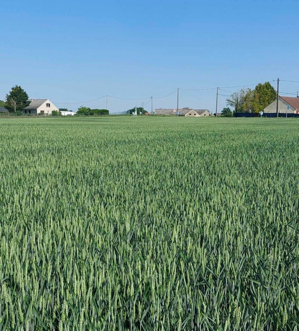 vente Terrain - 401 m² Puiseaux (45390)