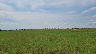  Terrain � vendre 316 m�