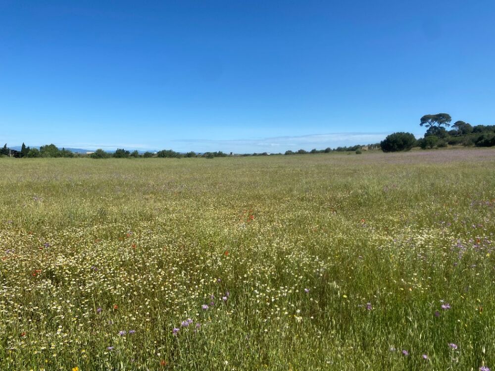 vente Terrain - 528 m² Bessan (34550)