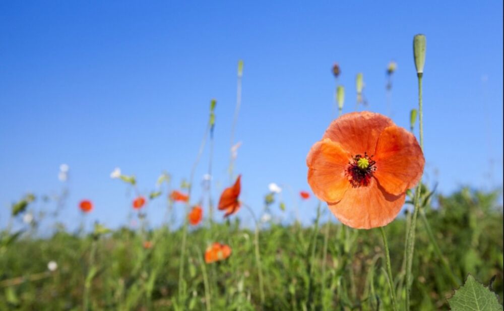 Votre maison neuve clé en main vous attend... dans un ca....