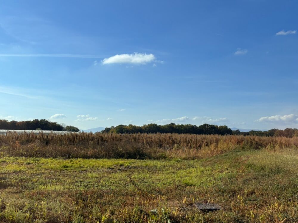 vente Terrain - 514 m² Bindernheim (67600)