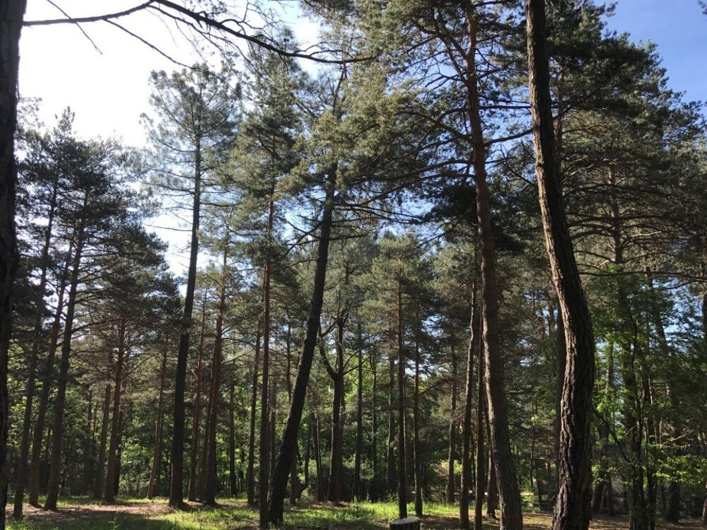 vente Terrain - 3969 m� Payrin-Augmontel (81660)