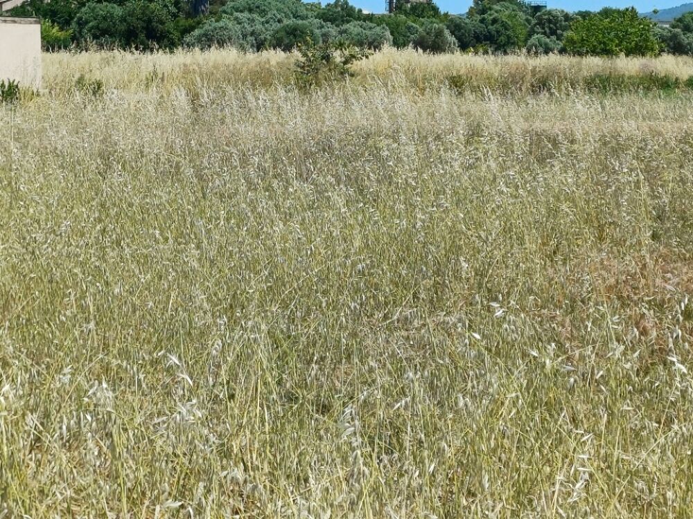 vente Terrain - 700 m² La Crau (83260)