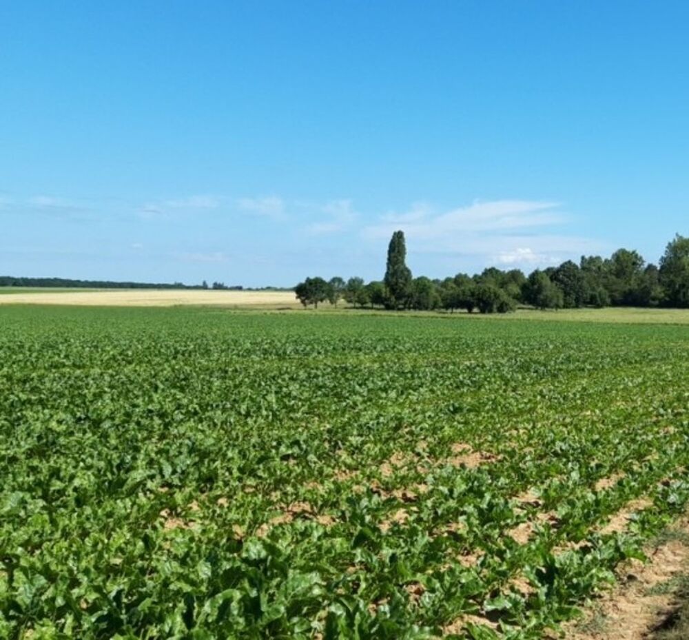 vente Terrain - 555 m² Mareil-le-Guyon (78490)