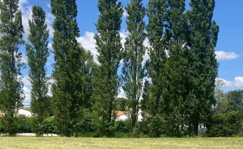 MAISON À CONSTRUIRE DE 80 M² À L'ÎLE-D'OLONNE, PROCHE DE....