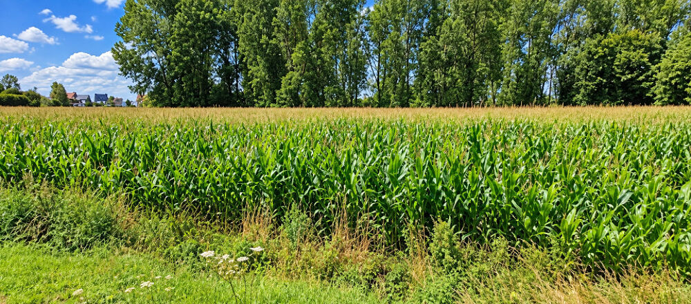 vente Terrain - 590 m² Douai (59500)