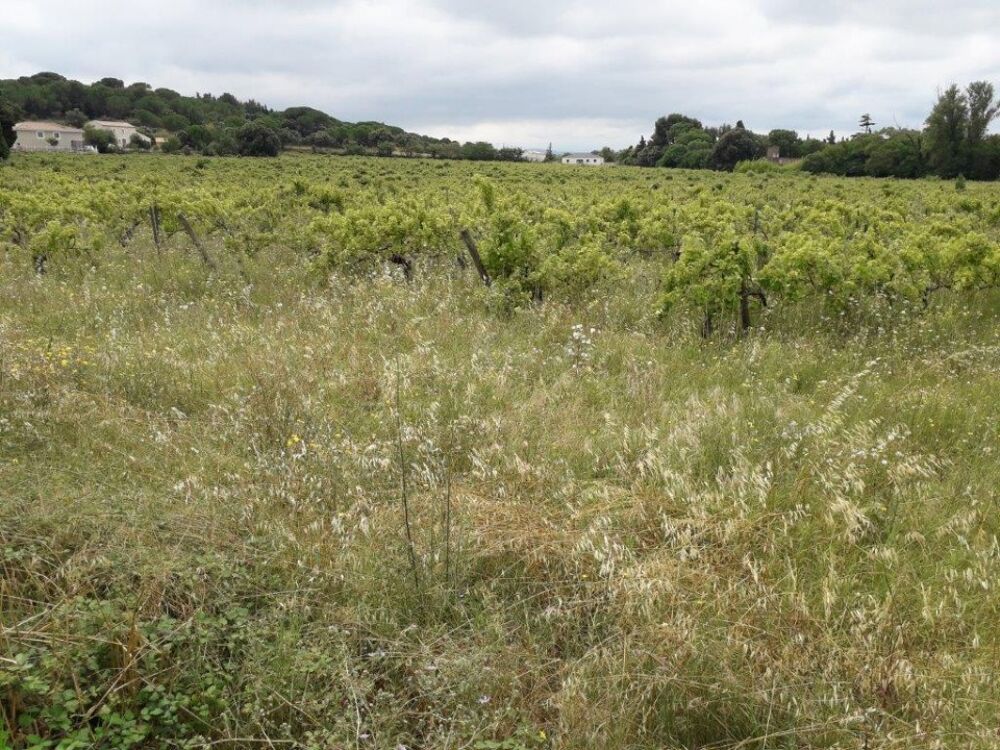 vente Maison - 6 pièce(s) - 99 m² Bizanet (11200)